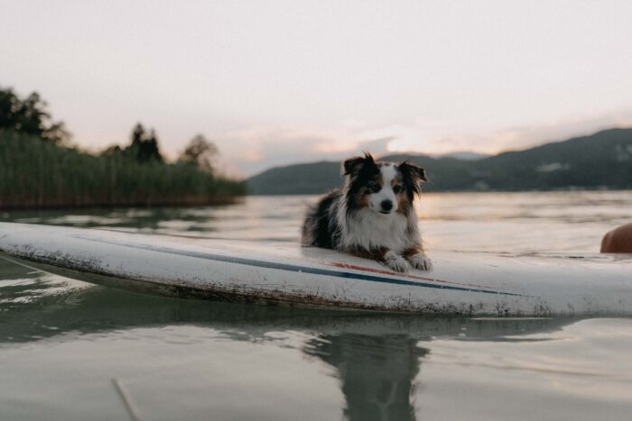 Hund mit Surfbrett am Wörthersee - festgehalten von Mathias Taxer - Fotograf Wörthersee